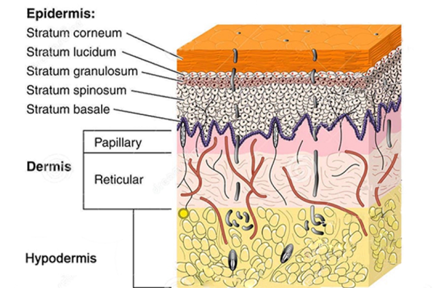 Stratum spinosum